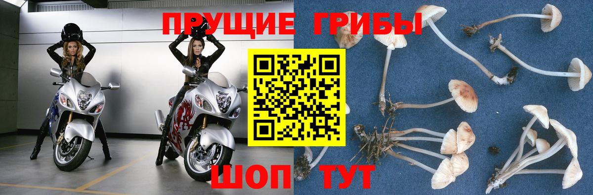 Галлюциногенные грибы Psilocybe Новочеркасск